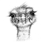The historic Cawston Ostrich